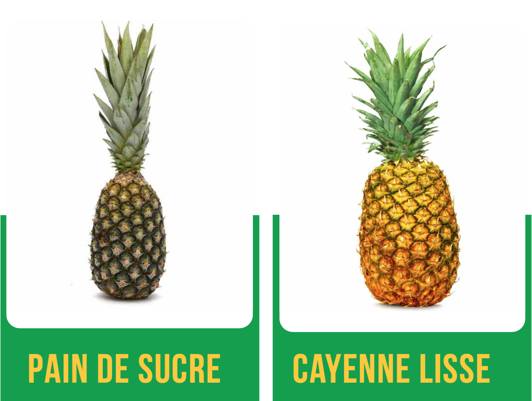 Les 02 variétés d’ananas produites au Bénin