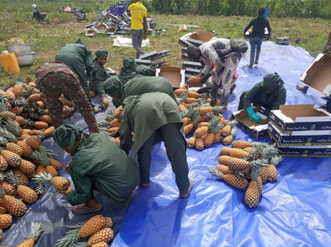 Facilitation d'accès à la main d'œuvre agricole